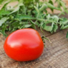 Pomidor podłużny