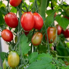 Pomidory na przetwory